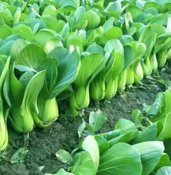 Shanghai Heat-Resistant 605 Shanghai Green Bok Choy, Green-Stemmed Vegetable, Fresh Summer High-Temperature Tolerant Vegetables