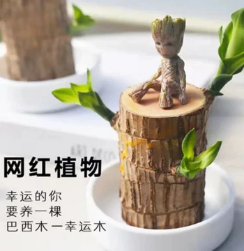 Brazilian Wood Groot Hydroponic Lucky Wood Indoor Balcony Summer Mosquito Repellent Green Plant Potted Lucky Wood