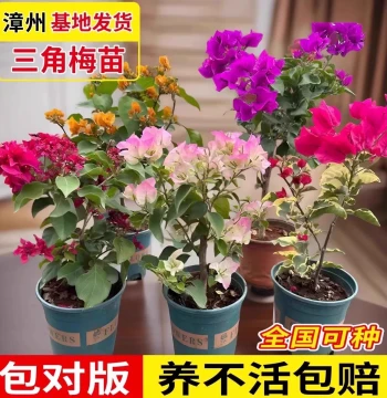 Double-Petal Bougainvillea Potted Plant, Large Seedling, Frequent Blooming, Old Stump, Indoor and Outdoor Climbing Vine Plant, Red Plum Blossom Flower, Multi-Season Blooming, Easy to Care For