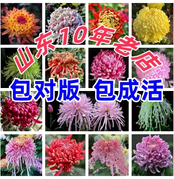 [Rare Large Chrysanthemum Variety] Chrysanthemum Seedlings September Large Fall Blooming Potted Plants Flowers Bloom This Year