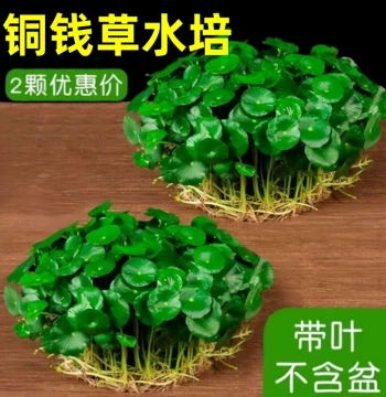 Hydroponic Copper Coin Grass Plant, Mature Root Stock, Large-Leaf Money Plant for Indoor/Outdoor Water Cultivation, Easy to Grow Greenery