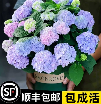 Hydrangea Seedlings Endless Summer Large Flower Potted Plant for Balcony Courtyard Indoor Easy Care Blooming Flower
