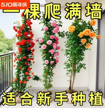 Climbing Rose Extra-Large Flower Seedlings, Highly Fragrant Garden Climbing Vine Plants, Potted Flowers Blooming Multiple Seasons, Balcony Small Seedlings