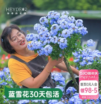 Heidi's Garden Blue Plumbago Potted Plant, Heat-Resistant, Suitable for Balconies, Climbing Vine, Four-Season Easy-Care Living Flowering Plant, Indoor Flower