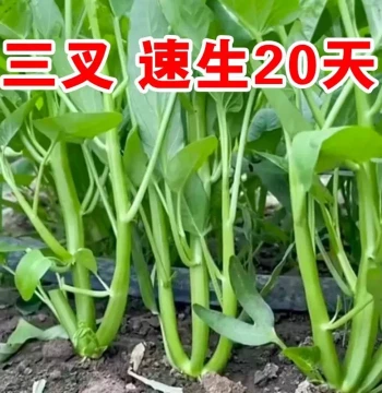 Trifoliate Hollow Water Spinach Seeds, Willow-Leaf Tong Xin Cai, Four-Season Balcony Vegetable Seeds for Potted Gardens