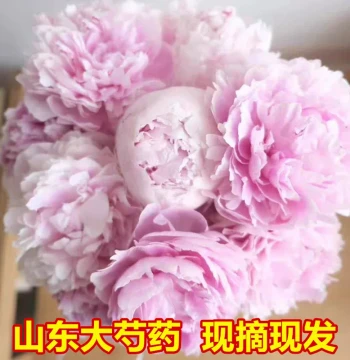 Peony Fresh Flowers Double-Petal Bouquet, Yunnan Cut Flowers, Peony for Lovers & Mother's Day, Direct from Heze Shandong Base, Large Size