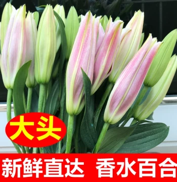 Fresh Flower Bouquet, Direct from Kunming Yunnan Base, Perfumed Lily Express Delivery, Local Rose Gifts for Valentine's Day and Teacher's Day
