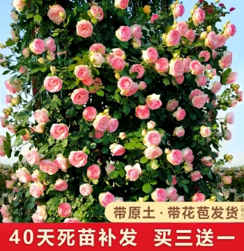 Rose Seedling Vine Climbing Rose Large Flower Courtyard Garden Wall Climbing Plant Balcony Rose Flower Potted Plant