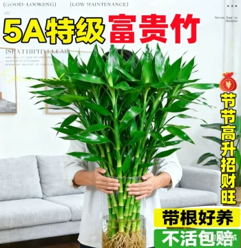 Lucky Bamboo Hydroponic Plant for Living Room, Wealth-Attracting Flower, Indoor Potted Guanyin Bamboo with Roots, Fortune Bamboo