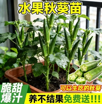 Fruit Okra Seedlings - High-Yield Red Okra Plants for Year-Round Potted Gardening (Vegetable Seedlings with Soil)