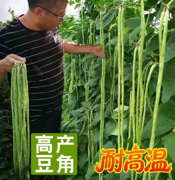 Cowpea Seeds for Vegetables: Long Bean, Kidney Bean, Spring and Autumn Planting Variety Pack