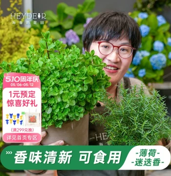 Heidi's Garden Flagship Store Mint Potted Plants Edible Herbs Basil Rosemary Spice Plants