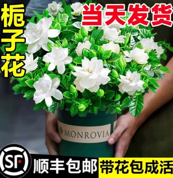 Gardenia Potted Plant, Year-Round Blooming, Easy-Care Indoor Greenery Suitable for Beginners, Jasmine Variety