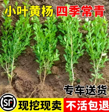 Boxwood Saplings - Small-Leaf and Large-Leaf Wintergreen Hedge Plants, Evergreen and Cold-Resistant for Courtyards