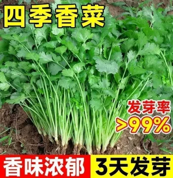 Coriander Seeds, Easy to Grow Year-Round, Heat and Bolting Resistant, Balcony Fruit and Vegetable Seeds, Farm Fresh Seasonal Coriander