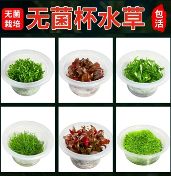 Sterile Cup Aquatic Plants for Aquascaping Fish Tank, Mini Japanese Dwarf Pearl Grass, Carpeting Hairgrass, Hydrocotyle Live Plants Foreground Grass