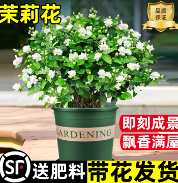 Jasmine Potted Plant Sapling, Nine Mile Fragrance Old Stump, Easy-to-Grow Indoor Green Plant, Flowering All Year Round