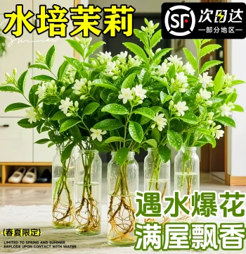 Hydroponic Jasmine Potted Plants with Fresh Cut Flowers, Direct from Yunnan Base, Indoor Greenery Blooming Year-Round for Home Arrangements