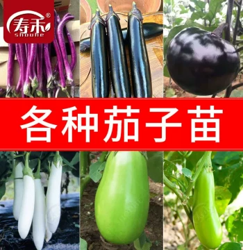 Hangqie No.1 Long Eggplant Seeds Seedlings Vegetable Seeds Collection BBQ Eggplant Soil-Included Vegetable Seeds Round Green Line Seedlings