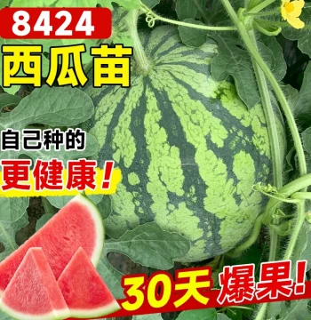 8424 Watermelon Seedlings - Grafted Kirin Large Watermelon Seeds for Pots, Seedless Variety for Southern Regions (Fruit & Vegetable Plants)