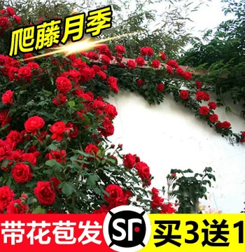 Climbing Rose Seedlings – Year-Round Blooming Garden Vines, Large Flower Wall-Climbing Potted Roses