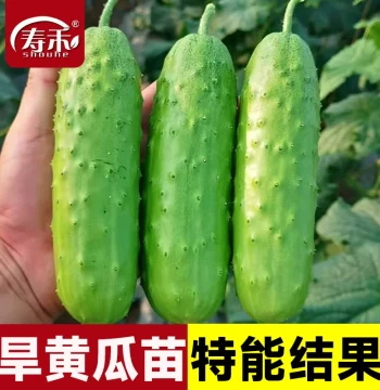 High-Yield Dry Cucumber Seeds Seedlings Green Cucumber Four-Season Fruit Vegetable Seeds Old Variety Autumn Small Seedlings Complete Collection