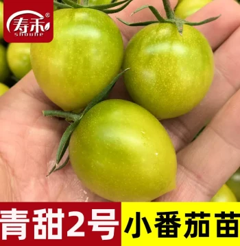 Qingtian No. 2 Green Cherry Tomato Seeds and Seedlings, Charlotte Cherry Fruit Saplings