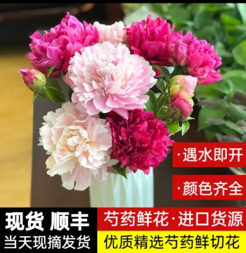 Shandong Peony Fresh Flowers Double-Petal Bouquet Yunnan Cut Flowers Rose Lily Flower Base Direct Shipping Mother's Day