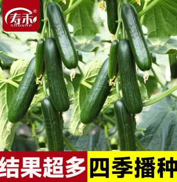 Dutch Fruit Cucumber Seeds Seedlings Summer Potted Seedlings Autumn Green Cucumber Small Vegetable Seeds Local High-yield Grafted Seedlings