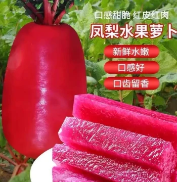 Assorted Pineapple Fruit Radish Seeds: Red-Skin Red-Heart Radish, Purple Beauty, Year-Round Sowing for Balcony Pots