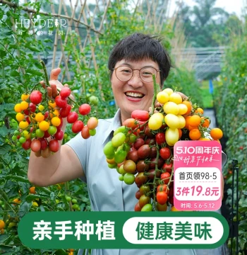 Heidi's Garden Tomato Seedlings Potted Plants, Qingtian No.2, Busan 88, Millennium Cherry Tomatoes, Balcony Vegetable Seedlings