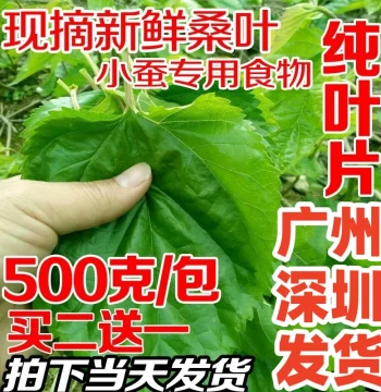 Fresh Mulberry Leaves for Feeding Silkworms, Tender Silkworm Feed, Large Leaves from Farm-Grown Trees