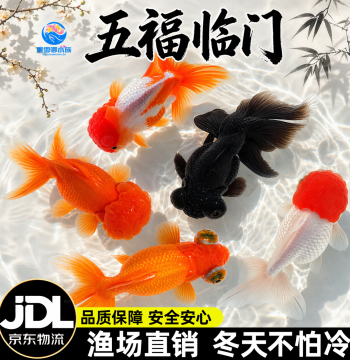 Ornamental Fish Hong Yun Dang Tou He Ding Red Goldfish Live Fry, Coldwater Freshwater Easy-Care Chinese Lionhead Goldfish Live Fish