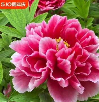Double-Flowered Large Peony Seedlings with Buds: Cold-Hardy, Easy-to-Grow Potted Root Tubers for Indoor and Courtyard Gardens in Heze (Year-Round Blooms)