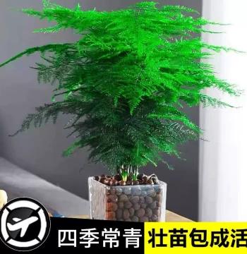 Asparagus Fern Potted Plant, Evergreen Indoor Greenery for Living Rooms and Offices