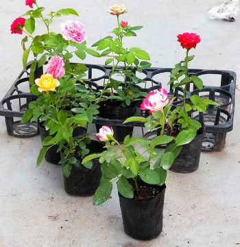 Climbing Rose Seedlings for Balcony Pots - Juice Series Indoor Flowering Roses, Easy-Care Four-Season Blooming Plants