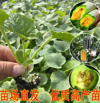 Genuine Yangjiaomi Super Sweet Melon Seedlings Four Seasons Thin Skin High Yield Crisp Melon Seedlings Tianbao Boyang Melon Seedlings Original Soil Shipping