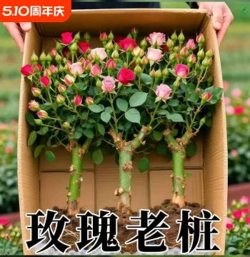 Authentic Mixed-Color Rose Bushes, Old Root Stock Blooming Roses, Four-Season Indoor Potted Plants, Multi-Colored Roses