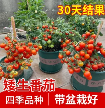 Four-Season Dwarf Tomato Seedlings - Fruit Potted Plants, Millennium Seeds, Balcony Cherry Tomatoes, Strawberry Seedlings