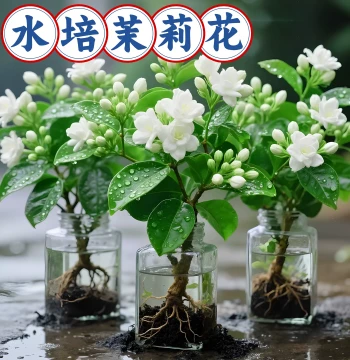 Jasmine Potted Plant with Buds, Hydroponic Mosquito-Repelling Orange Jasmine and Gardenia, Indoor Year-Round Flowering Green Plant