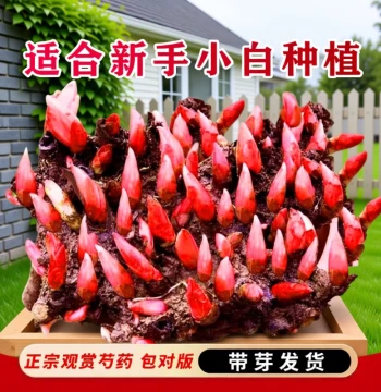 Double-Petaled Peony Seedlings with Buds, Root Tubers, Perennial Plants for Balcony Pots and Courtyard Ground Planting, Cold and Heat Resistant Flowers