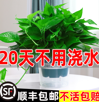 Automatic Fertilizer Replenishment Water-Absorbing Pothos Potted Plant Indoor Plant Flower Long Vine Large Leaf Pothos Hydroponic Green Plant New House Green Pothos
