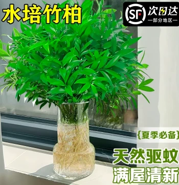Extra Large Podocarpus Macrophyllus Better Mosquito Repellent Hydroponic Water-Cultivated Plant Living Room Office Indoor Evergreen Green Plant Insect-Repelling Bamboo