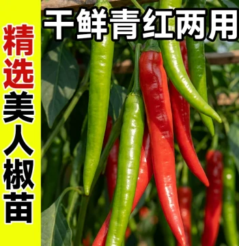 Meiren Chili Pepper Seedlings High Yield All Seasons Wholesale Erjingtiao Balcony Potted Millet Chili Screw Pepper Plants