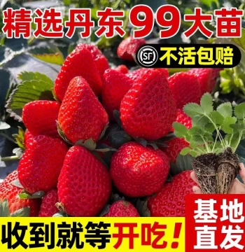 Four-Season Strawberry Seedlings, Cream and Hongyan Varieties, Greenhouse-Grown Potted Plants, Fruit-Bearing Same Year, New Sprouts with Soil