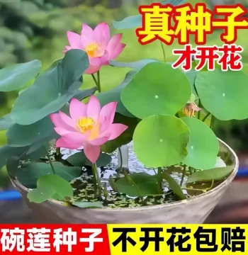 Hydroponic Bowl Lotus Seeds, Four-Season Water Lily, Lotus Aquatic Plants, Rhizome for Tank Planting, Potted Money Grass Flower Seeds