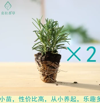 Assorted Herb Seedlings Set 1, Combination of Mint, Thyme, Rosemary, Lavender, Sage, and Chamomile, Edible Herbs