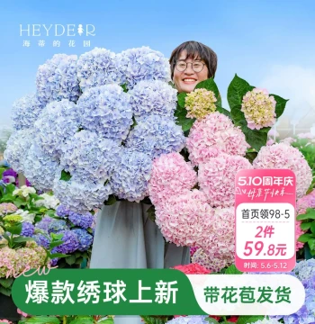 Heidi's Garden Hydrangea Seedlings Potted Plants Endless Summer Manhua Mirror Large Flower Balcony Garden Courtyard Floral Plants