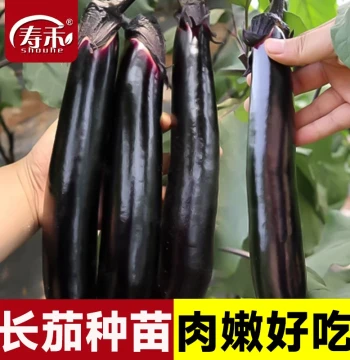 Grafted Eggplant Seedlings Assortment with Soil, Four-Season Vegetable Seedlings, Local Long Eggplant Seeds and Sprouts