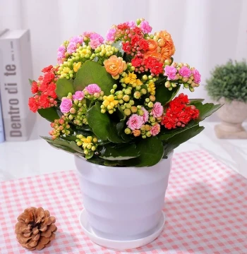 Kalanchoe Potted Plant Seedling with Buds Double-Petal Large Flower Golden Fox Indoor Perennial Easy-Care Flower Green Plant